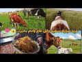 العيد في البادية أكلات تقليدية وأبقار عيد مبارك سعيد وكل عام وانتم بخير 