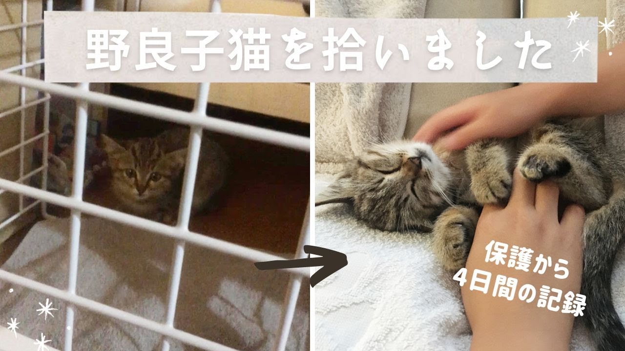 猫が我が家にやってきた 野良子猫を拾いました ひびとい