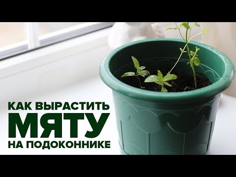 Как вырастить мяту на подоконнике