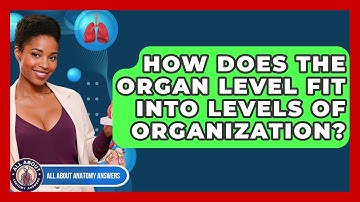 How Does The Organ Level Fit Into Levels Of Organization? - All About Anatomy Answers