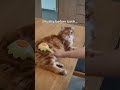 Stryv: Pet friendly hairdryer #hairtok #cats #catshorts