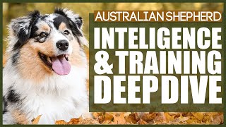 How Much Do You NEED TO TRAIN Your AUSTRALIAN SHEPHERD