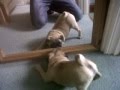 Pug puppy sees a mirror for the first time