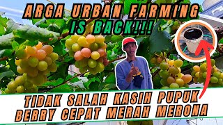 BUAH ANGGUR ANYUTA AMPRAK-AMPRAKAN! BEGINI CARA CEPAT AGAR WARNA BUAH ANGGUR SEMAKIN MERAH MERONA