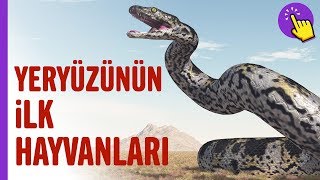 Yeryüzünün Ilk Hayvanları Hayvanlar Alemi Aklında Olsun