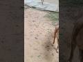 DOG WITH LAZY CONECT DOGS#viral #yt_shorts #short video#shorts feed#MNR TECHNICAL @RenuN-j6p