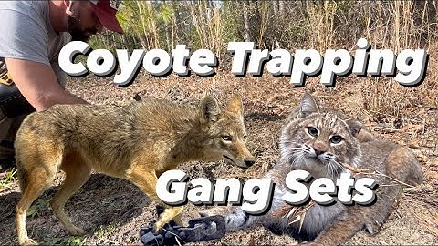 Coyote Trapping - Gang Setting and Why You Should Add it to Your Trap Line