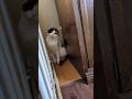 野良子猫みいの家猫生活2025.11.24朝☀