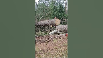 Taking down a giant spruce - Sweden