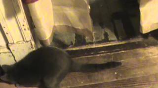 Jenny got a mouse!