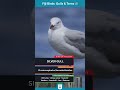 Silver Gull