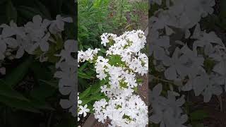 Флокс Царевна лебедь