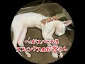 ヘッドスパにいるスフィンクスのお客さん
