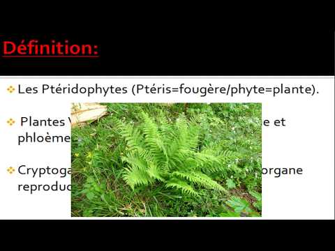 Vidéo: Dans les ptéridophytes, le xylème est-il absent ?