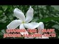 Mondokaki - Tabernaemontana divaricata - Crepe Jasmine - Chandni Tree Amazing Facts 08/11/2018