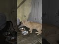 cats together #cats #having #meal #protection #for #strays