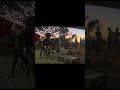 #aboriginalculture dancing aboriginal kids at the campfire