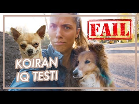 Video: Eläinlääkärin Testit Koirallesi