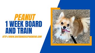 Aussie Pom Mix, 1 yr old, “Peanut” | Amazing Obedience Training