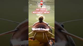 CARA IKAN LELE MAKAN UMPAN #faktaunik #ikan #short