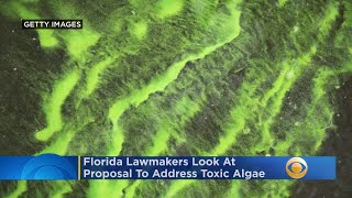 Florida Lawmakers Look At Proposal To Address Toxic Algae
