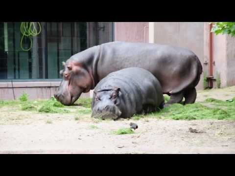 Zoo Antwerpen - 20/07/2013 (Nijlpaarden)