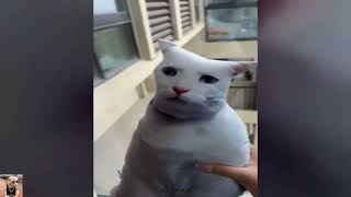 😹🐶 Funniest Cats And Dogs Videos 😁 - Best Funny Animal Videos 2024 🥰Part 6