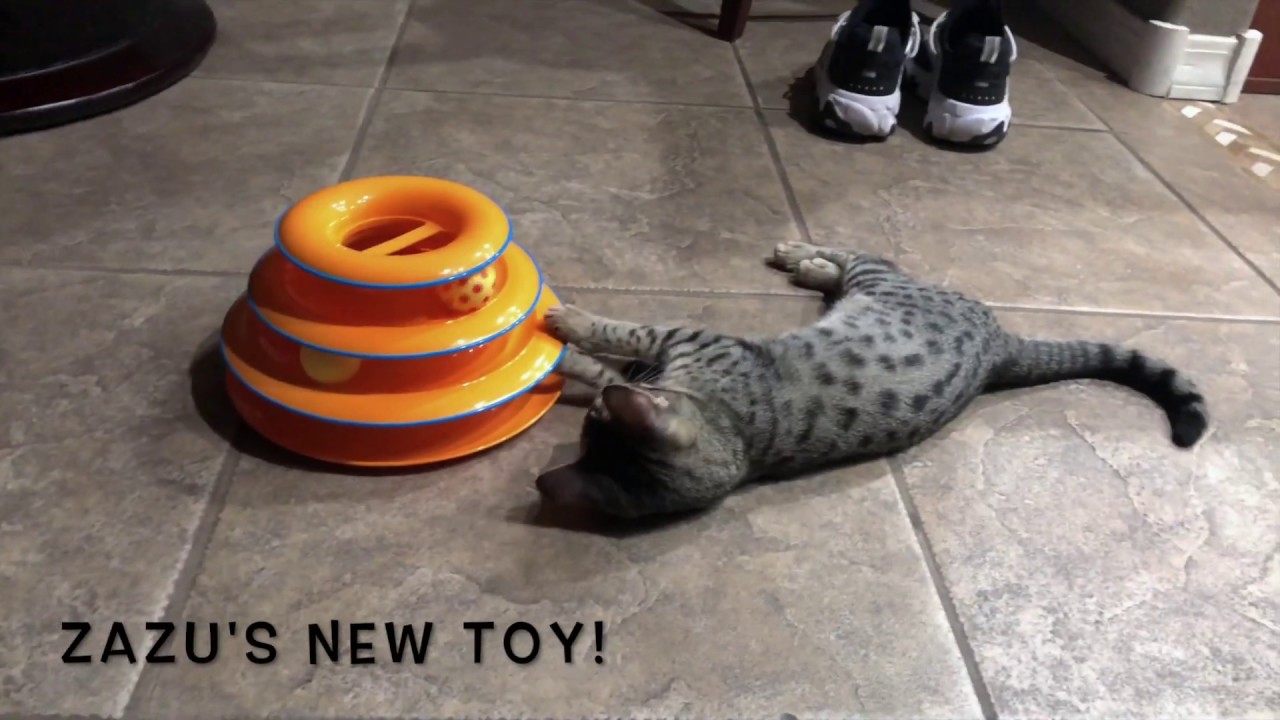 Savannah Kitten and New Toy YouTube