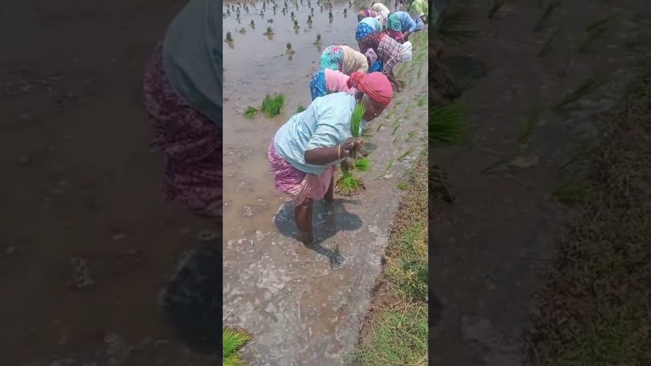 Please support agriculture and farmers 💓🌾💃🌾💃🌾💓