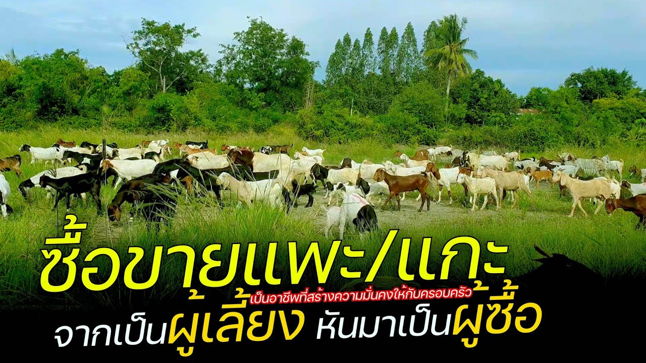 รับซื้อแพะแกะ จากเป็นผู้เลี้ยง หันมาเป็นผู้ซื้อ อาชีพที่สร้างความมั่นคงให้กับครอบครัวอีกอาชีพหนึ่ง