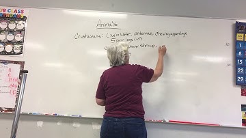 Animal Lecture: Invertebrates (part 2)