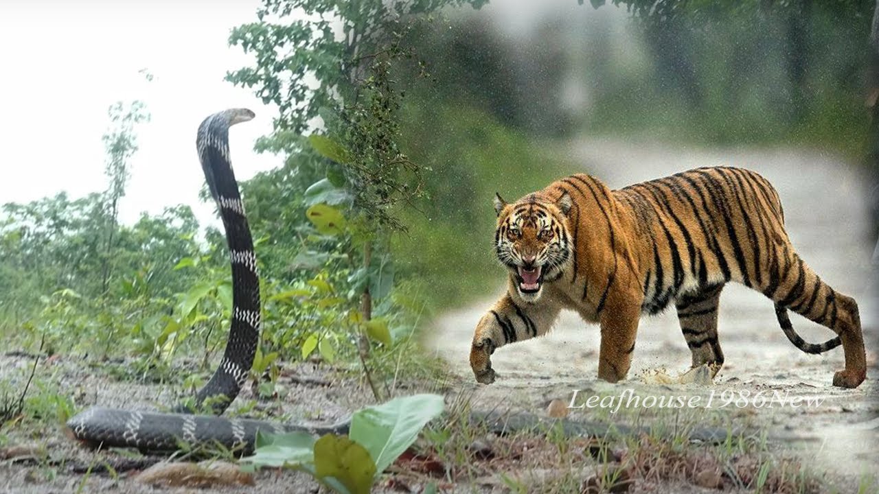 Rắn Độc Vs Thú Dữ - Mỗi Bước Chân Là Một Canh Bạc | 