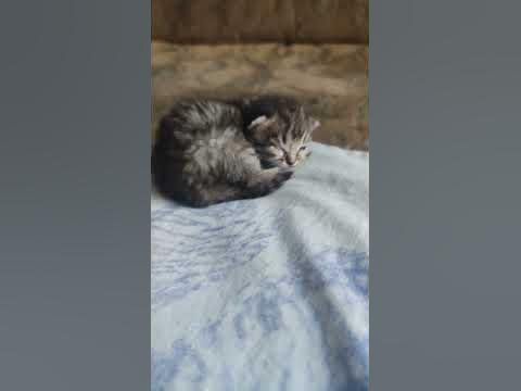 Царапка - YouTube