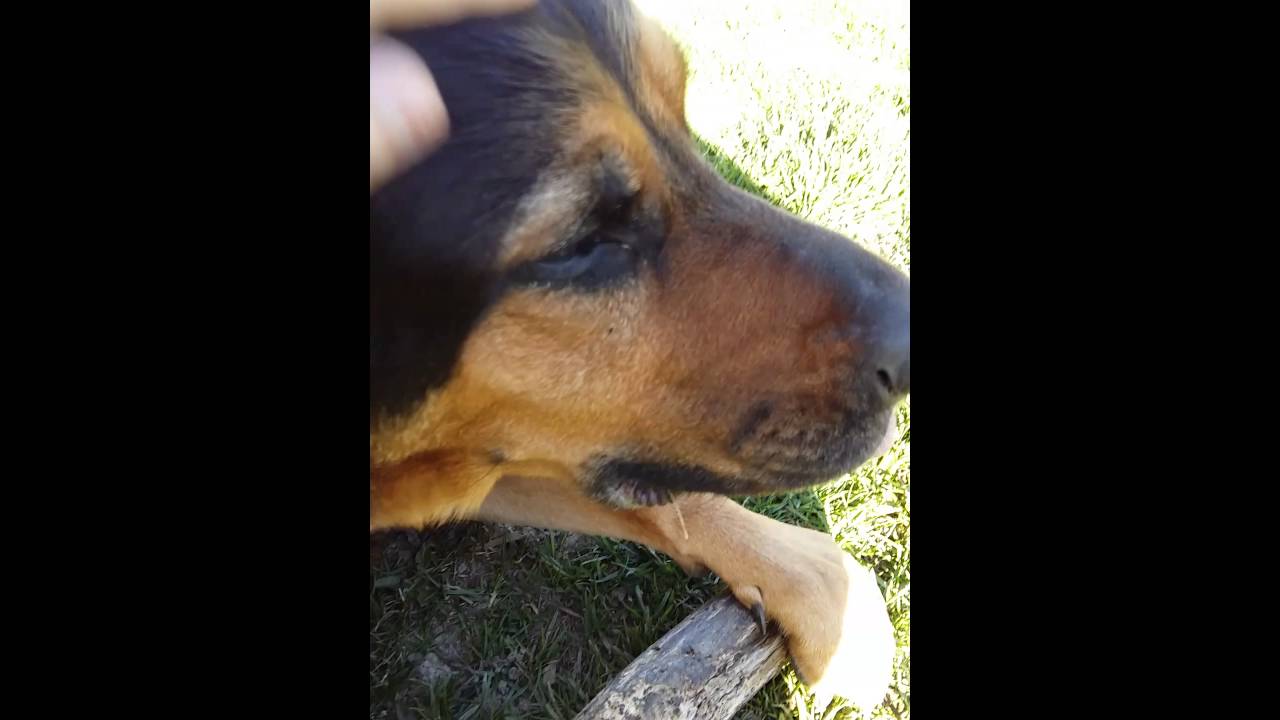 Gangster hund YouTube