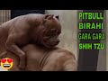 ANJING PITBULL BIRAHI GARA GARA SHIH TZU #HEWIE PITBULL