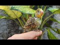 Feeding Little Green Budgie Chick