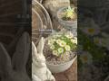 森に白い庭を創る。スイセンの夢 🌿 Creating a White Garden: Narcissus Dreams