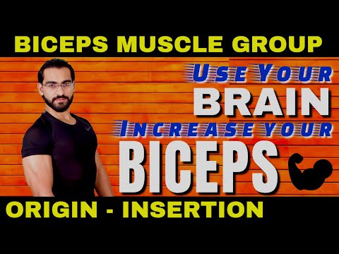 Biceps Muscle (Origin Insertion)