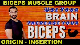 Biceps Muscle Origin Insertion