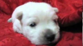 AKC Westie Boy