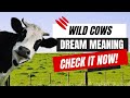 DREAM ABOUT Wild Brave Cows?  Don&#39;t MISS the Meaning!