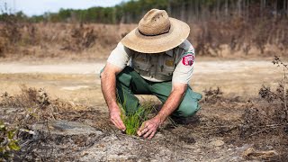 Planting with #TeamTrees in North Carolina (Bladen Lakes)