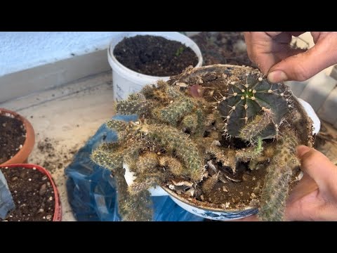 portugiesischer kirschlorbeer arten Jetzt Portugiesischer Kirschlorbeer 'Angustifolia' online kaufen bei  Bohlken Pflanzenversand  Bohlken Pflanzenversand GbR