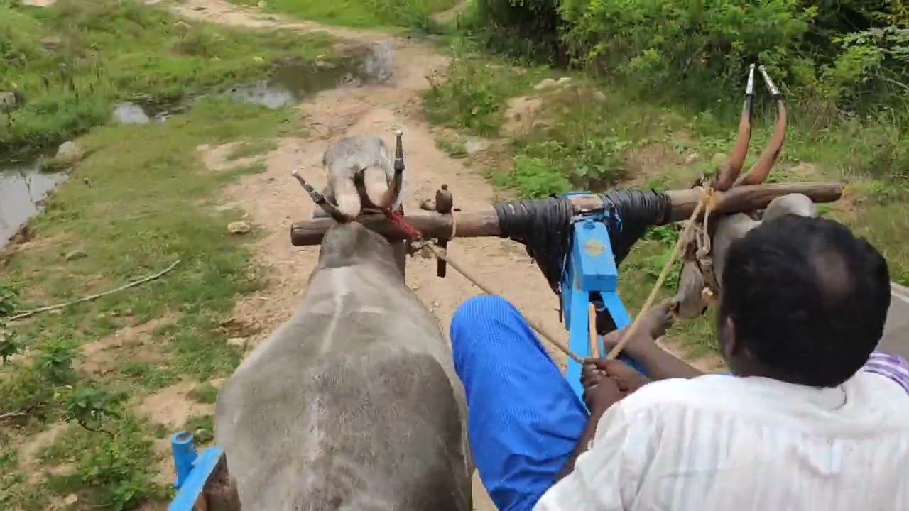 Bull 18km walked for work and returned💖