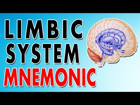 Limbic System Parts, Function and Anatomy (Amygdala, Hippocampus and Cingulate Gyrus)