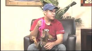 Harlingen Humane Society Looking for Donations