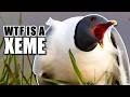 Xeme Facts Sabine S Gull Xema 𓅰 Animal Fact Files