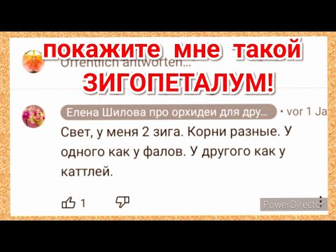 Орхидея Зигопеталум с