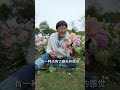 大麗花竟然能扦插？小小實現切花自由