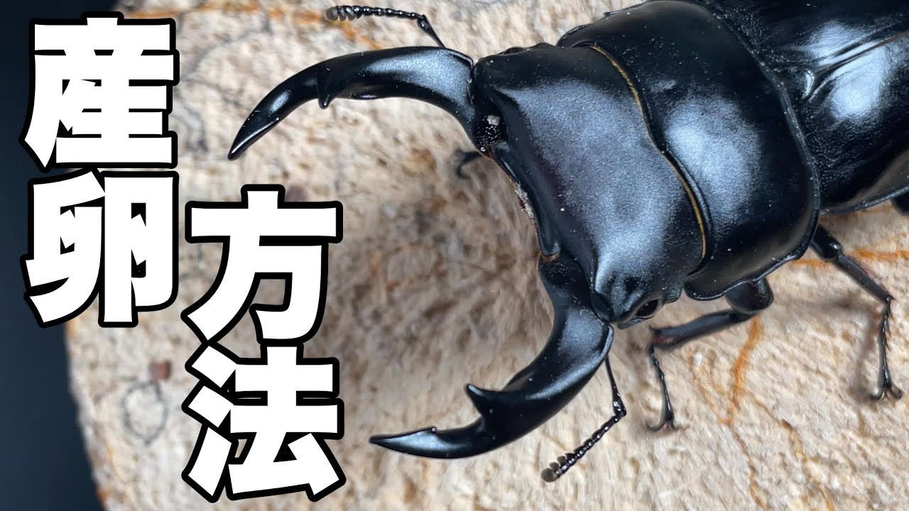 即決！ 即ブリ オオクワガタ成虫ペア 産卵セット付 4657 むしや本舗